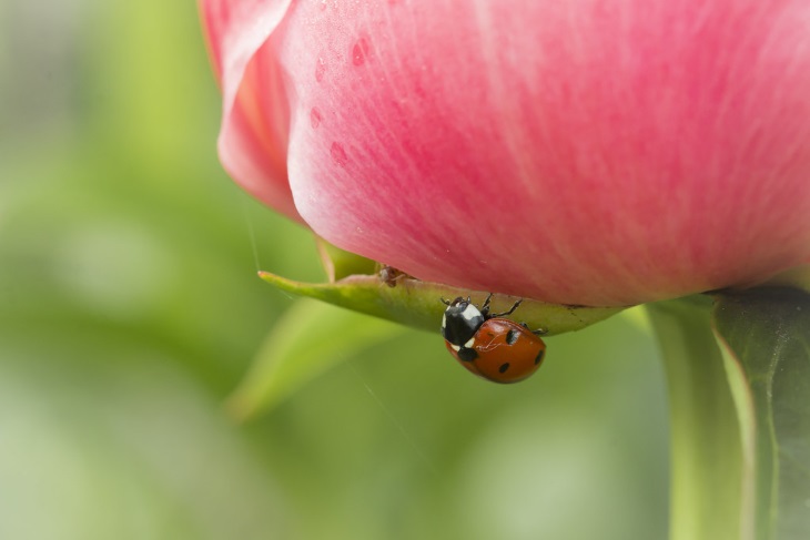 دفع آفت از گل صد تومانی